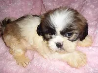 molly, a female Shih Tzu for sale in Canton, MS – Photo 1 of 4