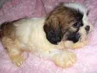 molly, a female Shih Tzu for sale in Canton, MS – Photo 4 of 4