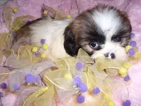 molly, a female Shih Tzu for sale in Canton, MS – Photo 2 of 4