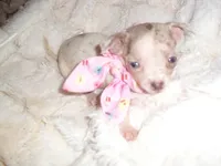 BLUE BABY, a female Chihuahua for sale in Canton, MS – 4 of 4