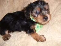 YORK MAN, a male Yorkshire Terrier for sale in Canton, MS – 3 of 3