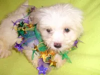 DEXTER, a male Maltipoo for sale in Canton, MS – 2 of 5