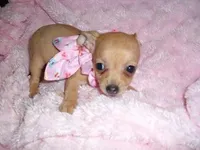 LILLIE, a female Chihuahua for sale in Canton, MS – Photo 3 of 3