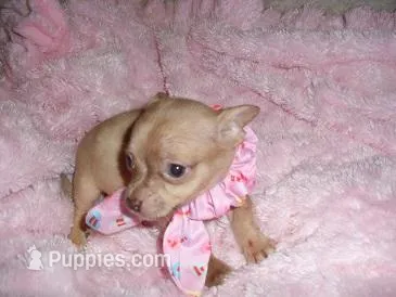 LILLIE – Chihuahua puppy for sale in Canton, MS