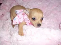 LILLIE, a female Chihuahua for sale in Canton, MS – Photo 2 of 3