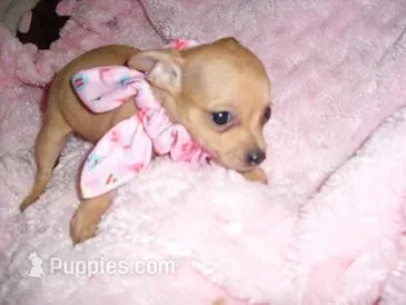 LILLIE – Chihuahua puppy for sale in Canton, MS