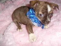 ARCHIE, a male Chihuahua for sale in Canton, MS – Photo 3 of 3