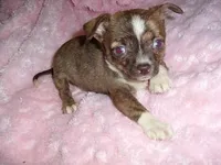 ARCHIE, a male Chihuahua for sale in Canton, MS – Photo 1 of 3