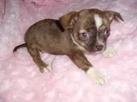 ARCHIE, a male Chihuahua for sale in Canton, MS – Photo 2 of 3