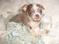 TINY MAN 1, a male Chihuahua for sale in Canton, MS – 2 of 3