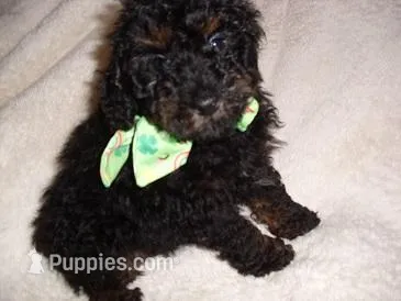PHANTOM MAN – Poodle - Toy  puppy for sale in Canton, MS