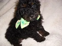 PHANTOM MAN, a male Poodle - Toy  for sale in Canton, MS – Photo 1 of 4