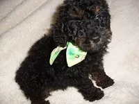 PHANTOM MAN, a male Poodle - Toy  for sale in Canton, MS – Photo 2 of 4