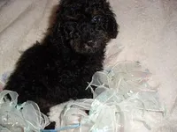 PHANTOM MAN, a male Poodle - Toy  for sale in Canton, MS – Photo 4 of 4