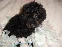 PHANTOM MAN, a male Poodle - Toy  for sale in Canton, MS – Photo 3 of 4