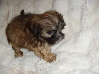 JASPER, a male Shih Tzu for sale in Canton, MS – 2 of 3