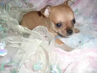 MICRO MAN, a male Chihuahua for sale in Canton, MS – 3 of 5