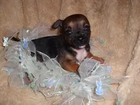 TINY MAN 2, a male Chihuahua for sale in Canton, MS – 2 of 4