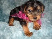 MIA, a female Yorkshire Terrier for sale in Canton, MS – 2 of 5