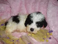 FLUFFY BABY, a female Poodle - Toy  for sale in Canton, MS – 4 of 4