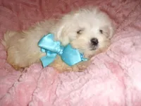BROTHER, a male Maltipoo for sale in Canton, MS – 3 of 4