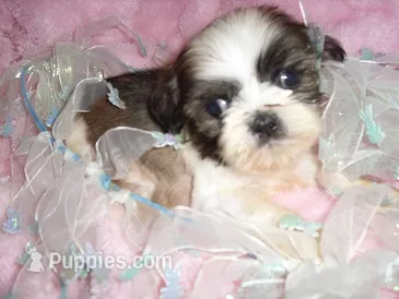 ANCHOR – Shih Tzu puppy for sale in Canton, MS