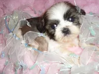 ANCHOR, a male Shih Tzu for sale in Canton, MS – 1 of 3