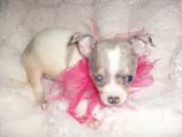 LILLIE, a female Chihuahua for sale in Canton, MS – 3 of 3
