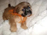 SAMMY, a male Shih Tzu for sale in Canton, MS – 2 of 4