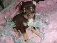 COCO MAN, a male Chihuahua for sale in Canton, MS – Photo 3 of 3