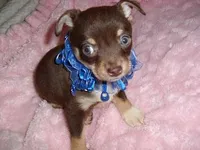 COCO MAN, a male Chihuahua for sale in Canton, MS – Photo 2 of 3