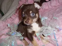 COCO MAN, a male Chihuahua for sale in Canton, MS – Photo 1 of 3