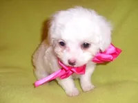 MIA, a female Maltipoo for sale in Canton, MS – 2 of 3