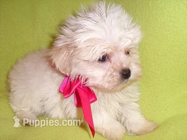 MOLLY – Maltipoo puppy for sale in Canton, MS