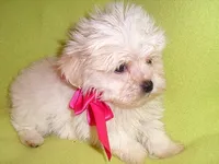 MOLLY, a female Maltipoo for sale in Canton, MS – 1 of 3