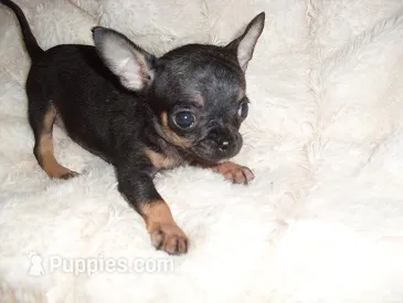 TEACUP SUZY – Chihuahua puppy for sale in Canton, MS