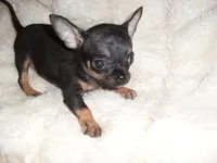 TEACUP SUZY, a female Chihuahua for sale in Canton, MS – 1 of 5