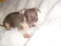 TINY MAN 3, a male Chihuahua for sale in Canton, MS – 2 of 3