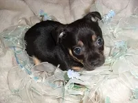 BANJO, a male Chihuahua for sale in Canton, MS – Photo 4 of 4