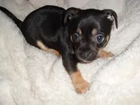 BANJO, a male Chihuahua for sale in Canton, MS – Photo 3 of 4