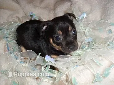BANJO – Chihuahua puppy for sale in Canton, MS