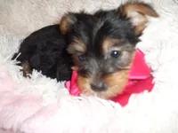 BABY DOLL, a female Yorkshire Terrier for sale in Canton, MS – 2 of 4