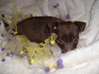 TINY COCO MAN, a male Chihuahua for sale in Canton, MS – Photo 3 of 4