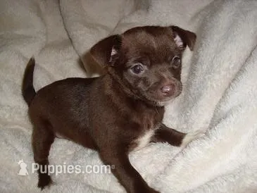 TINY COCO MAN – Chihuahua puppy for sale in Canton, MS