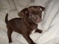 TINY COCO MAN, a male Chihuahua for sale in Canton, MS – Photo 1 of 4