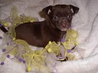 TINY COCO MAN, a male Chihuahua for sale in Canton, MS – Photo 4 of 4