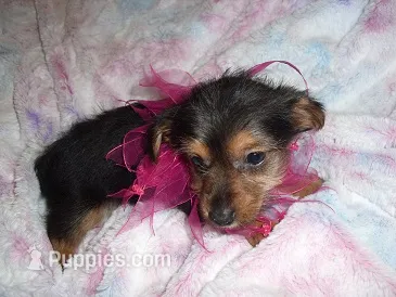 LUNA – Yorkshire Terrier puppy for sale in Canton, MS