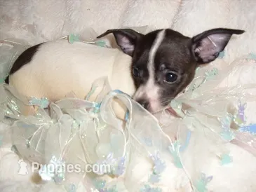 PACO – Chihuahua puppy for sale in Canton, MS