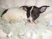 PACO, a male Chihuahua for sale in Canton, MS – 1 of 3