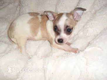 SISTER 2 – Chihuahua puppy for sale in Canton, MS